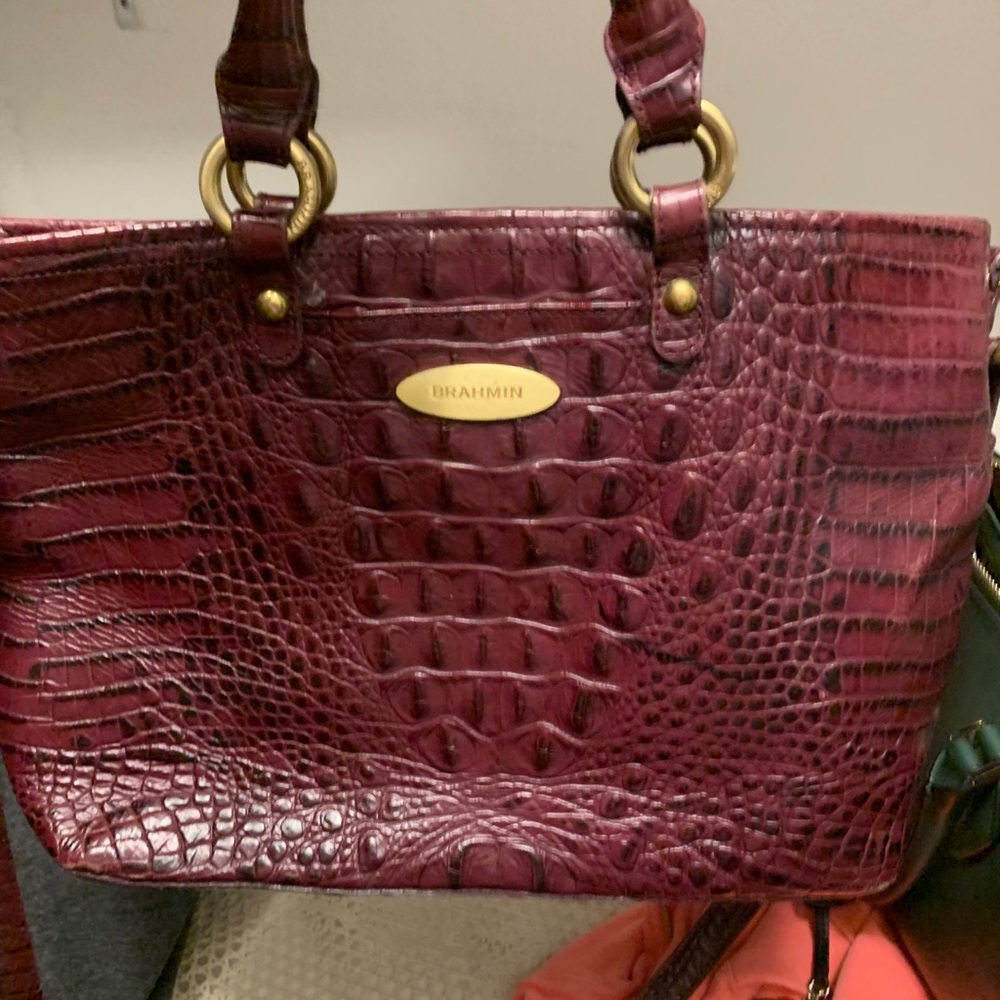 Brahmin mini Asher